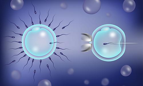 icsi запліднення